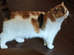 -猫岛主趣味餐厅(鼓浪屿店)
