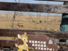 -泗洪洪泽湖湿地景区