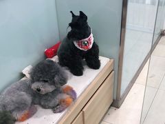 -宠福鑫康馨动物医院·骨科·眼科