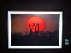 -罗红摄影艺术馆