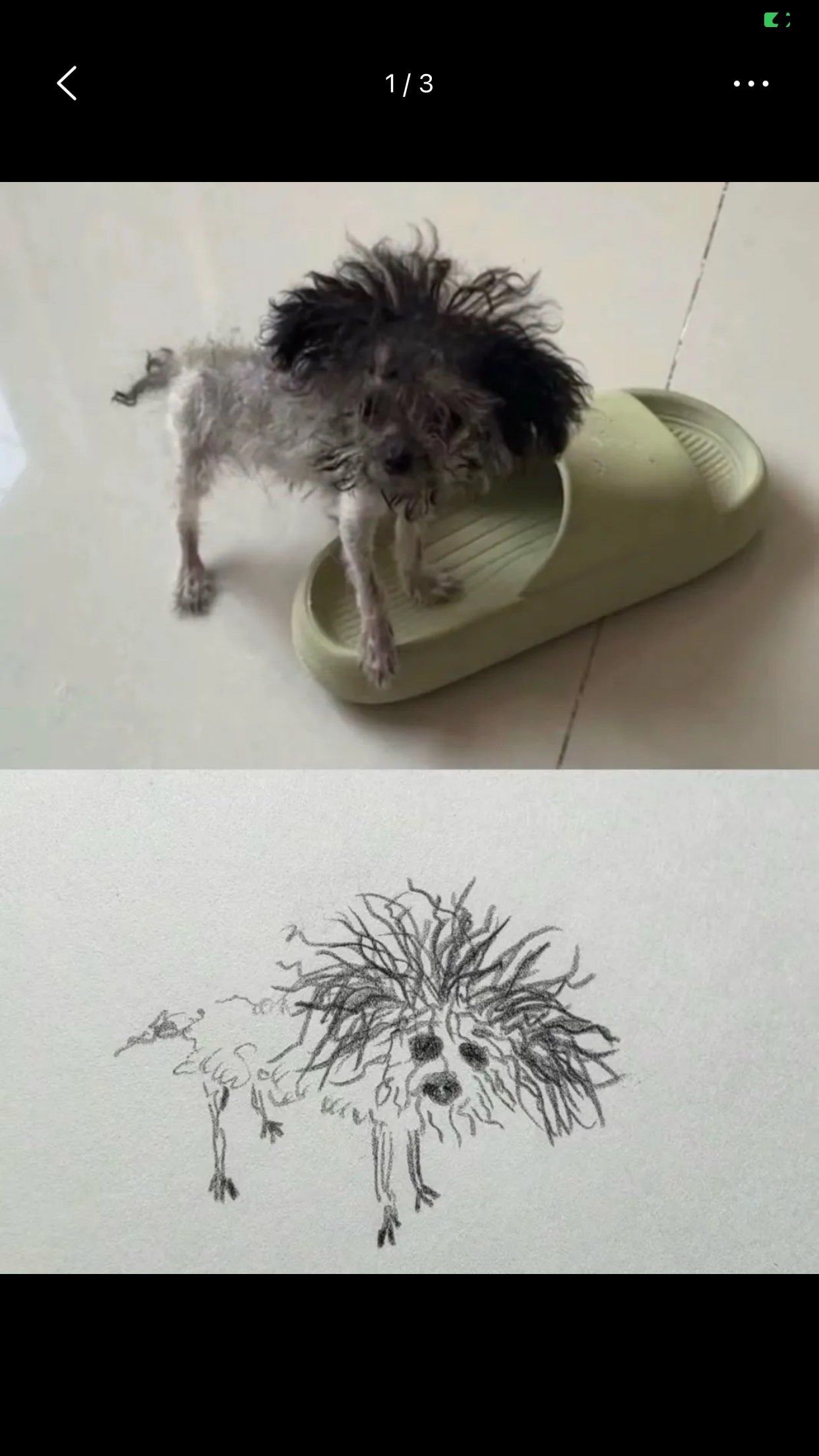 丑陋的狗狗真丑