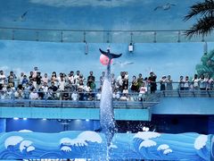 -海合安成都极地海洋公园