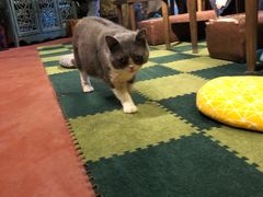 -猫猫幼稚园·撸猫·桌游·电玩