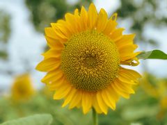 -春花秋色城市公园