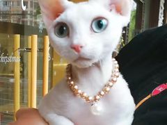 -十年猫舍·猫咪专门店(普陀店)