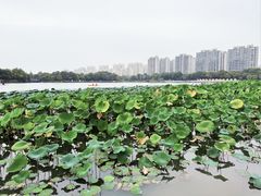 -南翔镇银翔湖公园