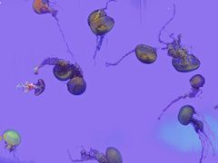 -上海海洋水族馆