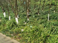 -重庆彩云湖湿地公园