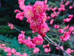 -南山植物园