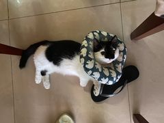 -创凡宠物医院·骨专科  猫科中心(西乡分院)
