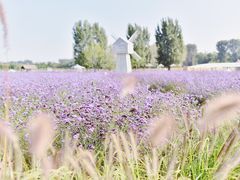 -北京东方普罗旺斯薰衣草庄园