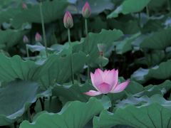 -荔湾湖公园
