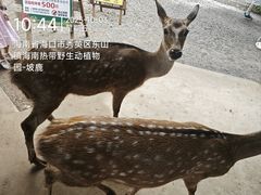 -海南热带野生动植物园