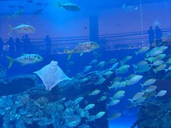 -迪拜水族馆及水下动物园