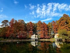 -上海共青森林公园