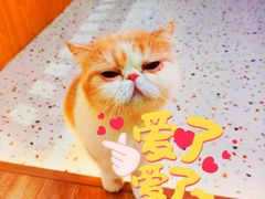 -滚猫咖啡·猫咖·猫友好撸猫(未来城店)