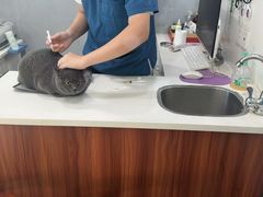 -瑞派动物医院·绝育·犬猫全科·预防医学(光景江南中店)