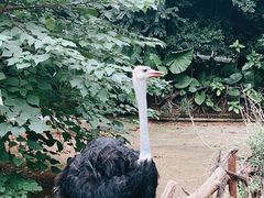 -深圳野生动物园