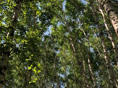 -乌兰布统景区-白桦林