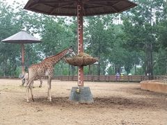 -大连森林动物园