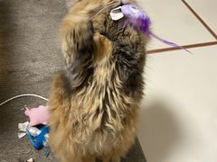 -momokira米努特·德文卷毛猫·棉花面纱犬