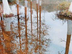 -重庆彩云湖湿地公园