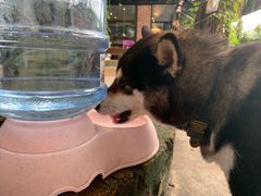 -柴犬高等学院·狗咖·柴犬售卖·宠物训练