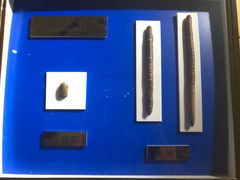 -上海昆虫博物馆