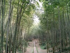 -蜀南竹海景区
