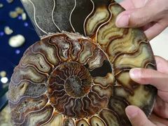 -青岛贝壳博物馆