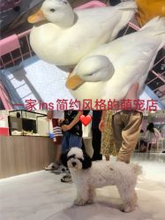 -Moni星球萌宠·小马宝莉·灵蛇·高端高阶全萌宠互动体验俱乐部(红豆国际广场店)