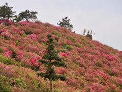 -木兰云雾山