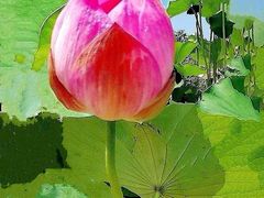 -莲花池公园
