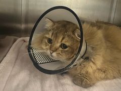 -瑞派康怡24h宠物医院·犬猫医疗中心·微创绝育(瑞景分院)