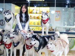 -Husky Go! 哈士奇体验馆·宠物咖啡厅狗咖