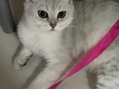 -中农国际动物医院24小时·猫科·骨科·急重症中心