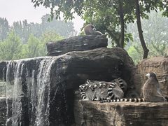 -秦皇岛野生动物园