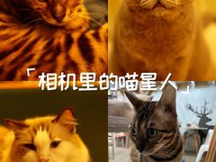 -泰国佛·塔罗·泰牌狐仙古曼