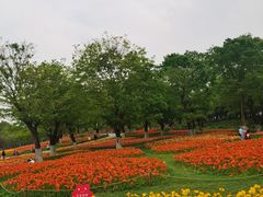 -秀丽东方