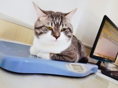 -佳怡动物医院·平价24小时·猫专科骨外科