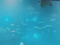 -福州罗源湾海洋世界旅游区