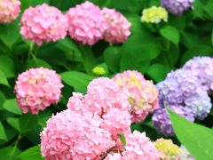 -上海滨江森林公园