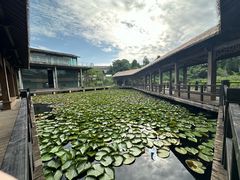 -白鹭湾湿地公园