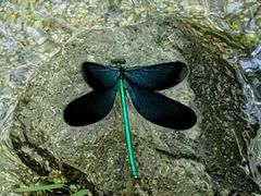 -白水寺森林公园