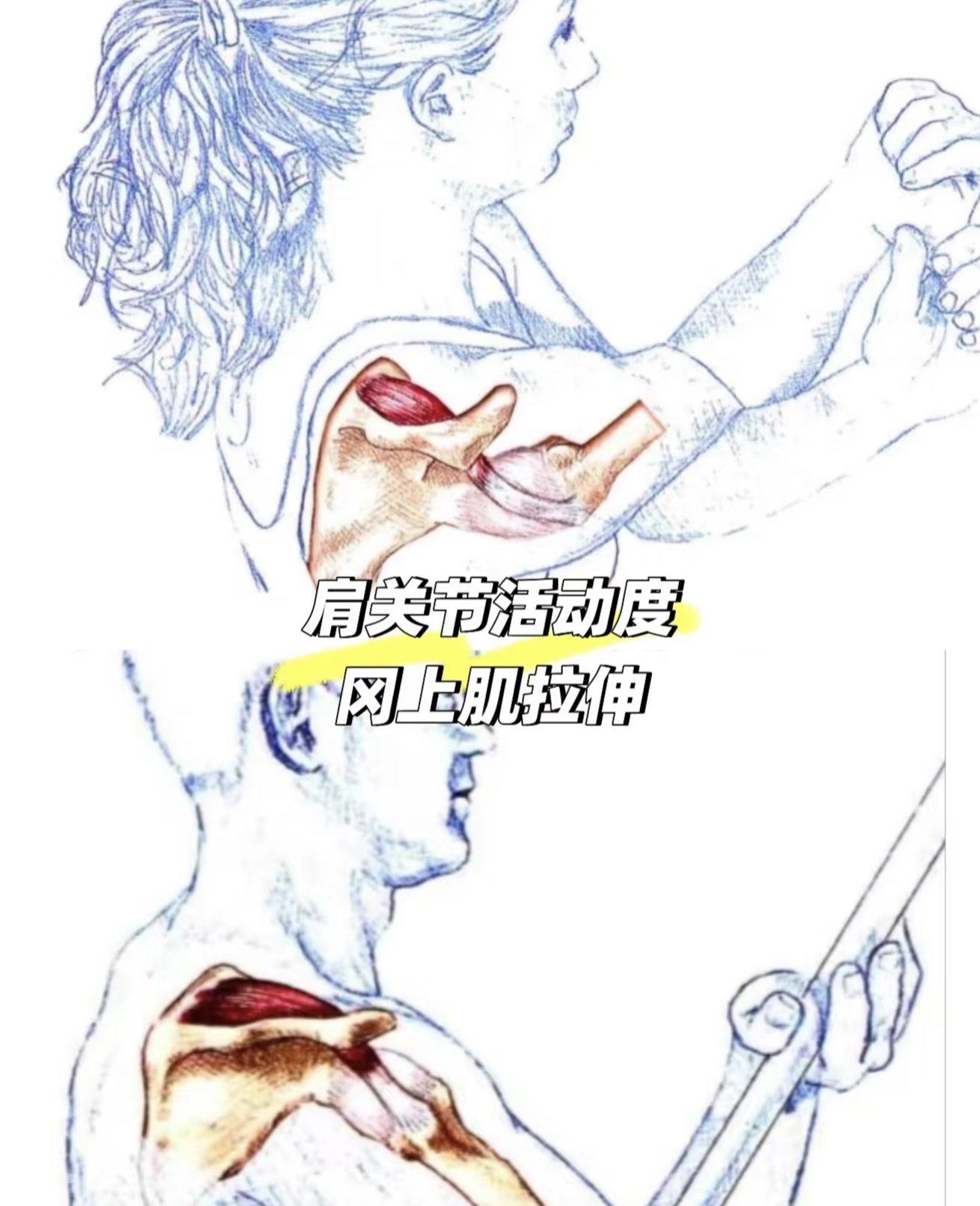 冈上肌的拉伸