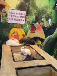 -神奇动物撸宠馆·羊驼·小浣熊·异宠(豫园店)