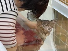 -十年猫舍·猫咪专门店(普陀店)