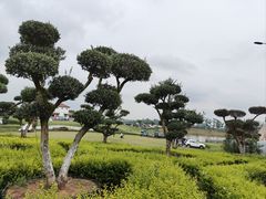 -空港花田景区
