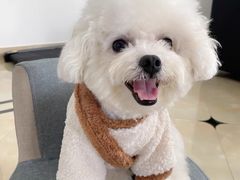 -萌宠之家·腊肠犬·马尔泰·小体犬舍