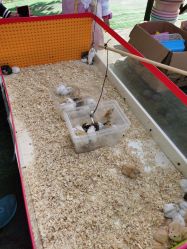 -萌宠亲子动物乐园(槐房万达店)